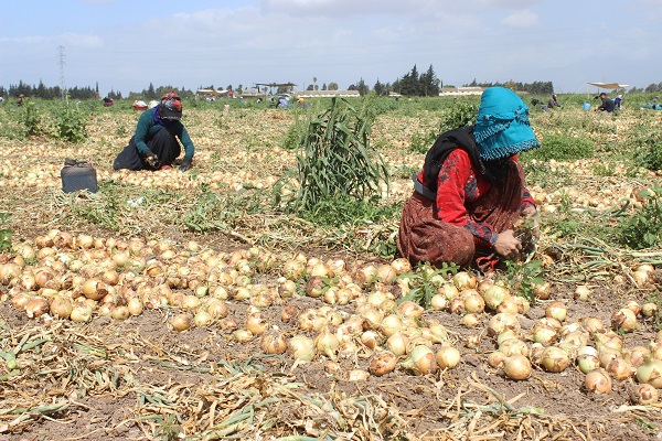 Foto - Sıcak havada zorlu hasat mesaisi