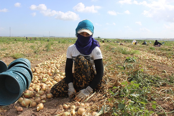Foto - Sıcak havada zorlu hasat mesaisi