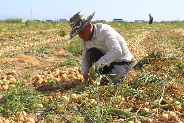 Foto - Sıcak havada zorlu hasat mesaisi