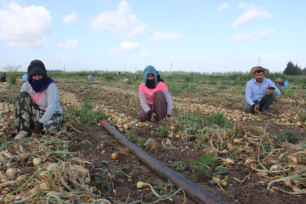 Foto - Sıcak havada zorlu hasat mesaisi