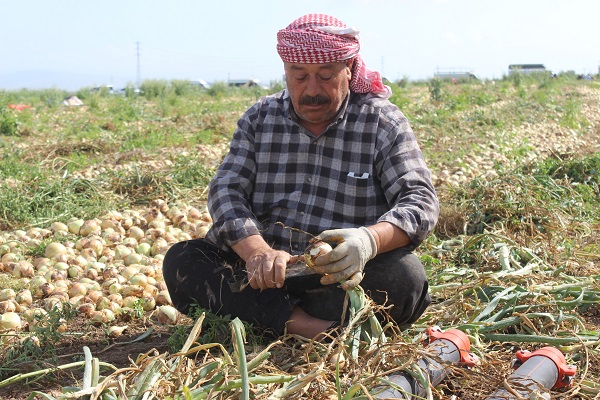 Foto - Sıcak havada zorlu hasat mesaisi