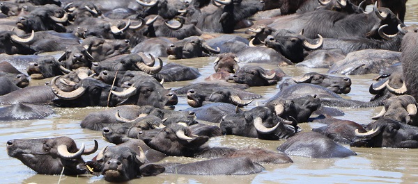 Foto - Sıcak havadan bunaldılar soluğu çamurlu suda aldılar