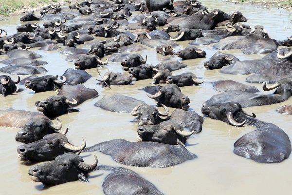 Foto - Sıcak havadan bunaldılar soluğu çamurlu suda aldılar