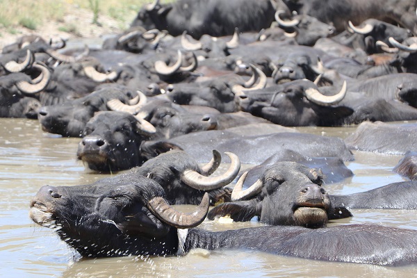 Foto - Sıcak havadan bunaldılar soluğu çamurlu suda aldılar