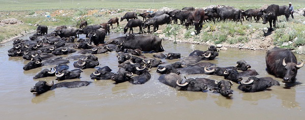 Foto - Sıcak havadan bunaldılar soluğu çamurlu suda aldılar