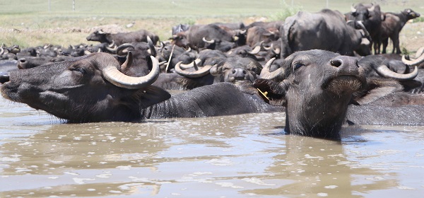 Foto - Sıcak havadan bunaldılar soluğu çamurlu suda aldılar