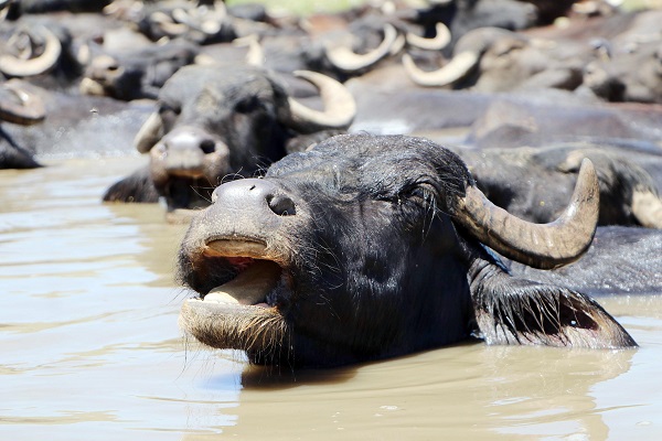 Foto - Sıcak havadan bunaldılar soluğu çamurlu suda aldılar