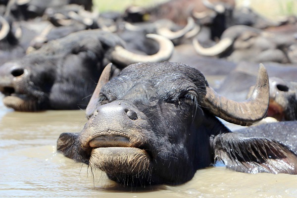 Sıcak havadan bunaldılar soluğu çamurlu suda aldılar