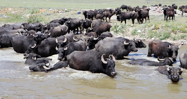 Foto - Sıcak havadan bunaldılar soluğu çamurlu suda aldılar