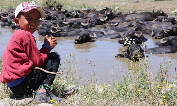 Foto - Sıcak havadan bunaldılar soluğu çamurlu suda aldılar