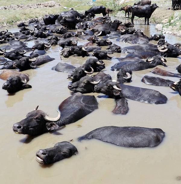 Foto - Sıcak havadan bunaldılar soluğu çamurlu suda aldılar