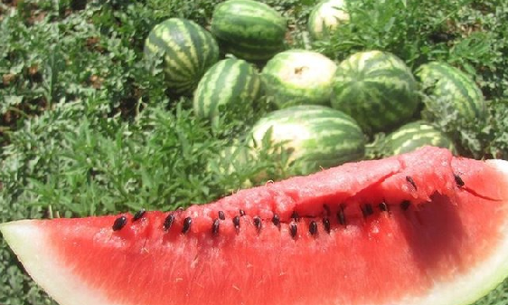 Foto - Sıcak havalarda yemeden önce 2 kez düşünün! Canan Karatay uyardı! Meğer yazın tükettiğimiz...