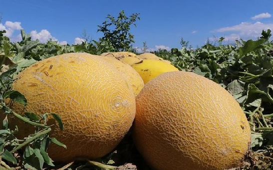 Foto - Sıcak havalarda yemeden önce 2 kez düşünün! Canan Karatay uyardı! Meğer yazın tükettiğimiz...
