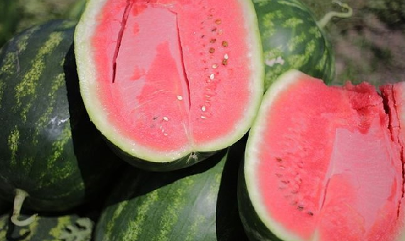 Foto - Sıcak havalarda yemeden önce 2 kez düşünün! Canan Karatay uyardı! Meğer yazın tükettiğimiz...