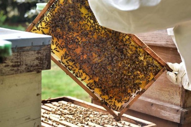 Foto - Sıcak suya, süte, çaya bal koyanlar dikkat! Uzman doktor uyardı