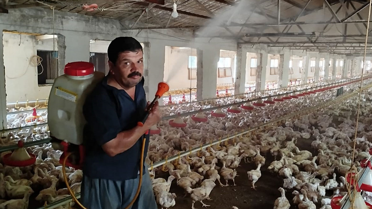 Sıcakla mücadele böyle olur! 10 bin tavuğa buzlu duş