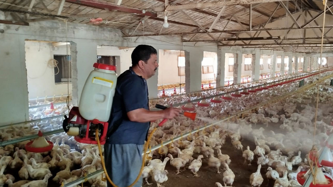 Foto - Sıcakla mücadele böyle olur! 10 bin tavuğa buzlu duş