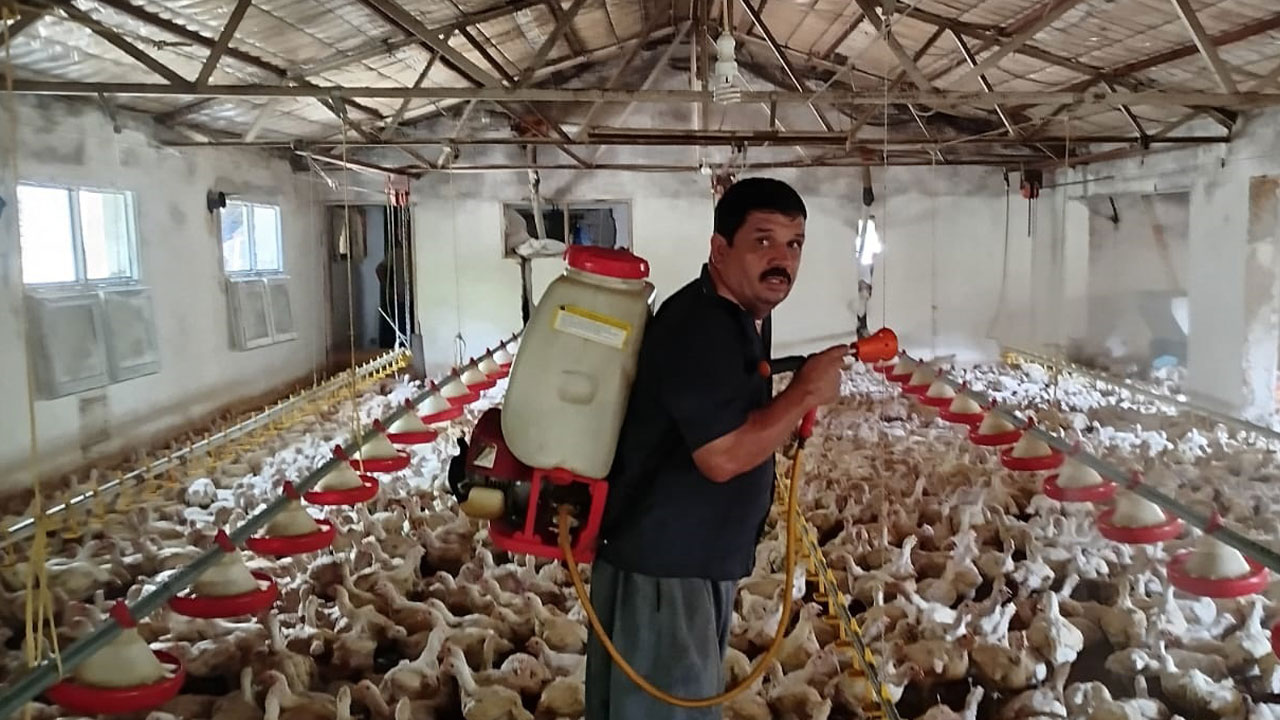 Foto - Sıcakla mücadele böyle olur! 10 bin tavuğa buzlu duş