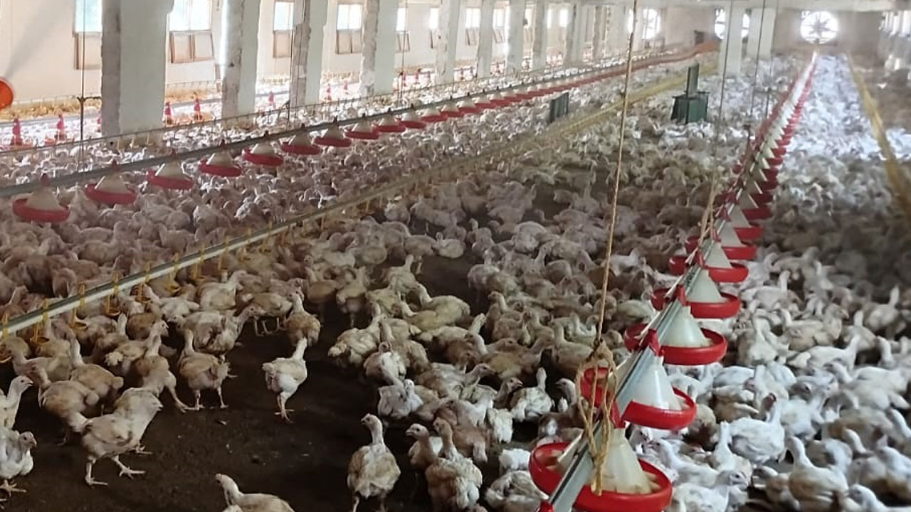 Foto - Sıcakla mücadele böyle olur! 10 bin tavuğa buzlu duş