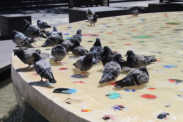 Foto - Sıcaklar onları da bunalttı