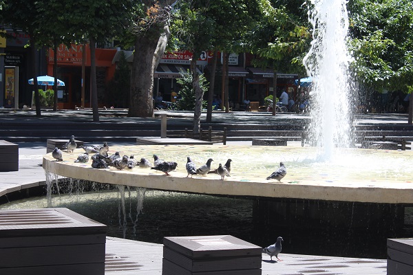 Foto - Sıcaklar onları da bunalttı