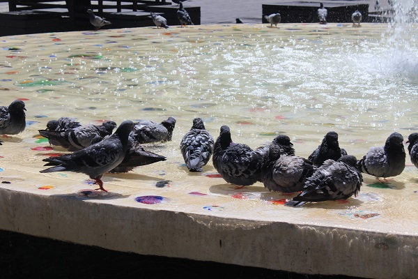 Foto - Sıcaklar onları da bunalttı