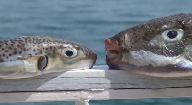 Foto - Sıcaklık artmaya devam ederse durum kötü! Marmara'yı bekleyen büyük tehlike
