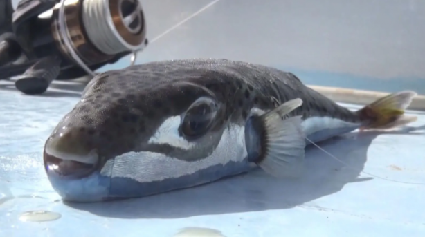 Foto - Sıcaklık artmaya devam ederse durum kötü! Marmara'yı bekleyen büyük tehlike