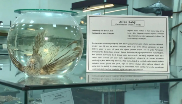 Foto - Sıcaklık artmaya devam ederse durum kötü! Marmara'yı bekleyen büyük tehlike