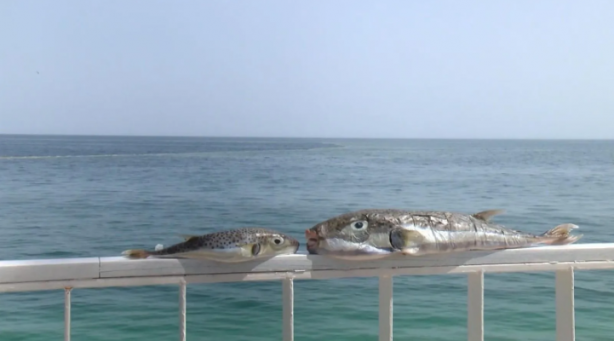 Foto - Sıcaklık artmaya devam ederse durum kötü! Marmara'yı bekleyen büyük tehlike