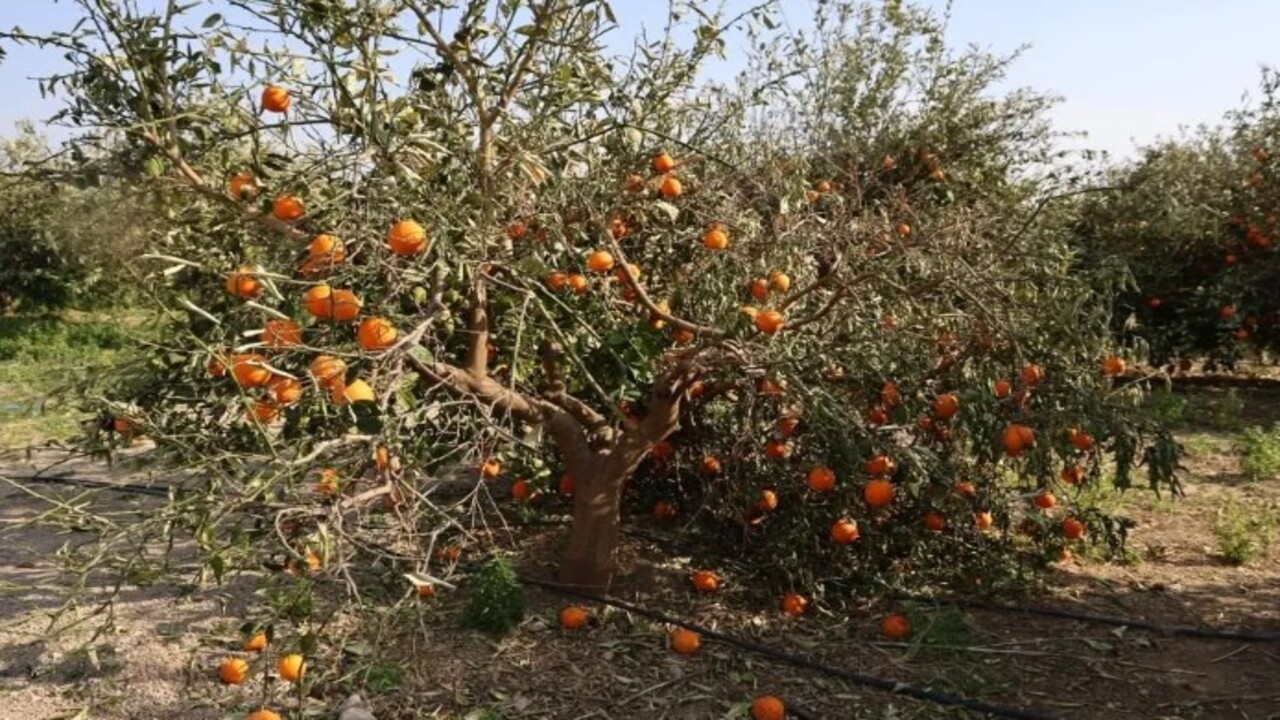 Foto - Sıcaklık ilk kez eksi 5’e düştü! Binlerce fidan kurumaya başladı