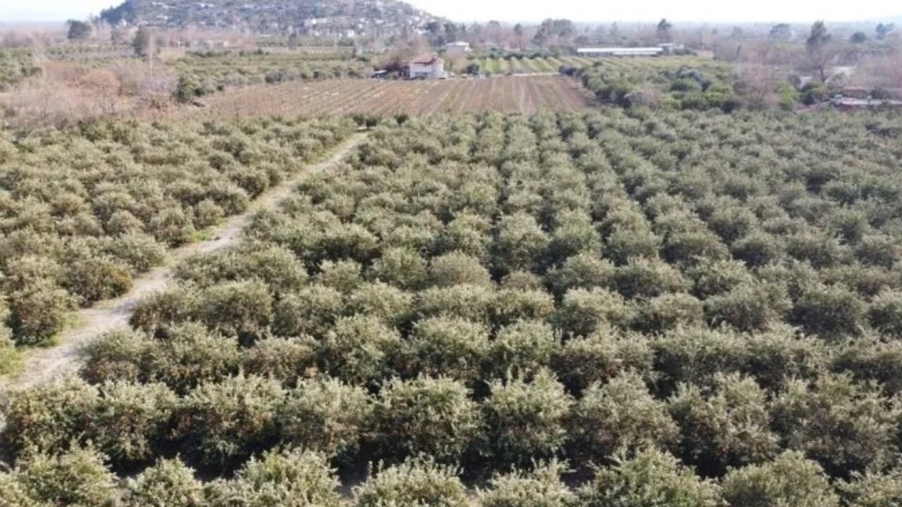 Foto - Sıcaklık ilk kez eksi 5’e düştü! Binlerce fidan kurumaya başladı