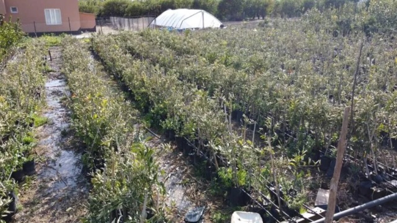 Foto - Sıcaklık ilk kez eksi 5’e düştü! Binlerce fidan kurumaya başladı