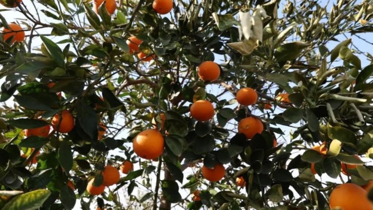 Foto - Sıcaklık ilk kez eksi 5’e düştü! Binlerce fidan kurumaya başladı