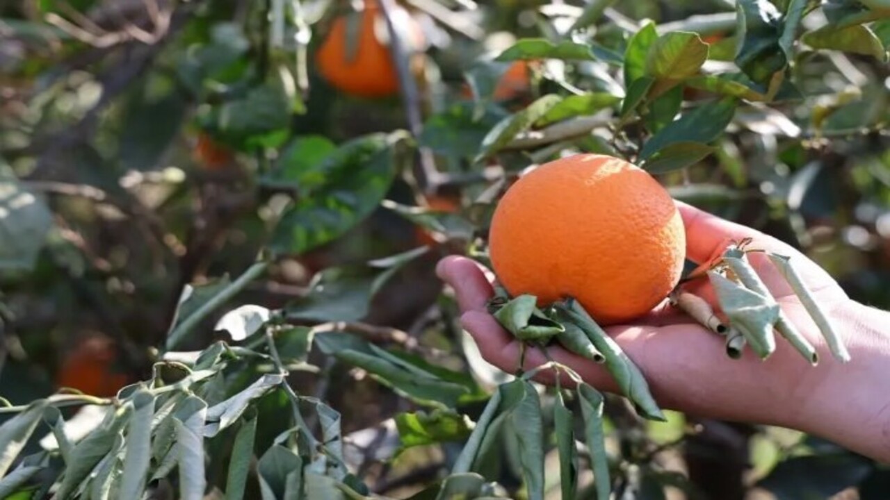 Sıcaklık ilk kez eksi 5’e düştü! Binlerce fidan kurumaya başladı