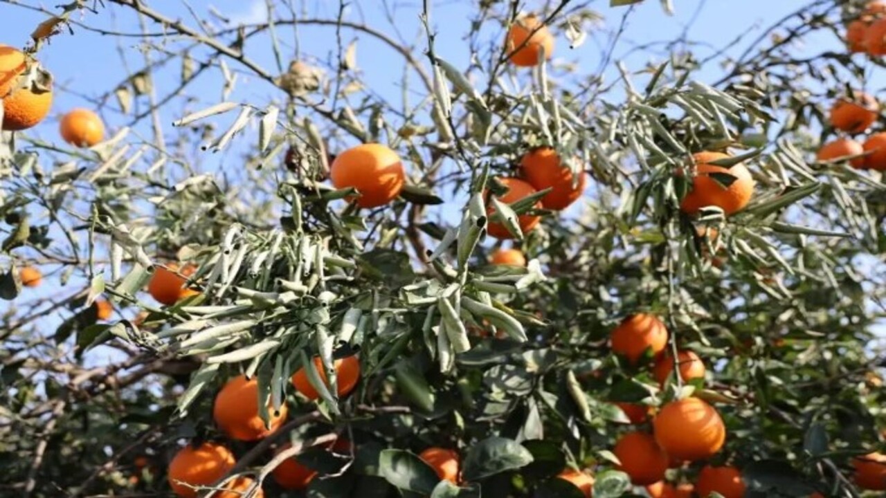 Foto - Sıcaklık ilk kez eksi 5’e düştü! Binlerce fidan kurumaya başladı