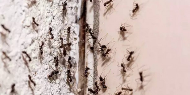 Sıcaklıklarla birlikte artan karıncalar evinizi istila etmeden bu yöntemi deneyin! Bir kaşık dökünce cin çarpmışa dönüyorlar