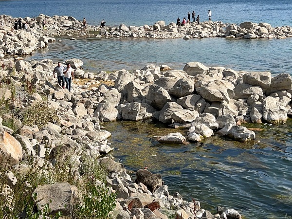 Foto - Sıcaktan bunalan ayılar orada serinledi