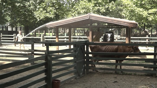 Foto - Sıcaktan bunalan hayvanlar için böyle çözüm bulundu