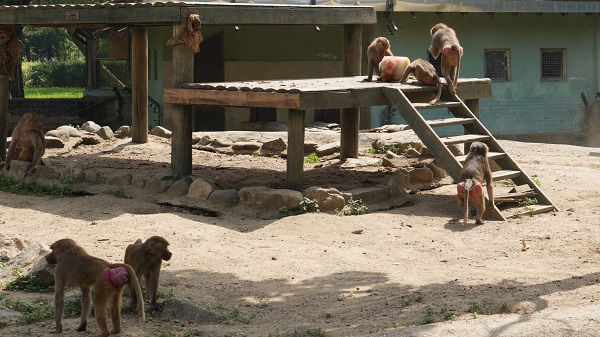 Foto - Sıcaktan bunalan hayvanlar için böyle çözüm bulundu