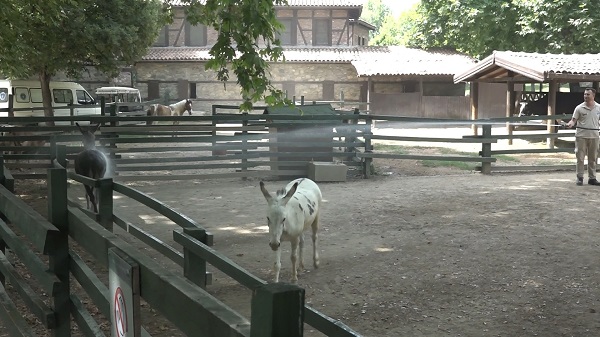 Foto - Sıcaktan bunalan hayvanlar için böyle çözüm bulundu