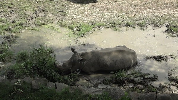 Foto - Sıcaktan bunalan hayvanlar için böyle çözüm bulundu