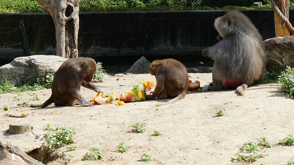 Sıcaktan bunalan hayvanlar için böyle çözüm bulundu