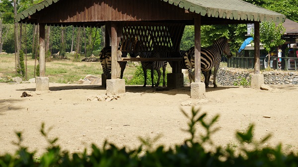 Foto - Sıcaktan bunalan hayvanlar için böyle çözüm bulundu