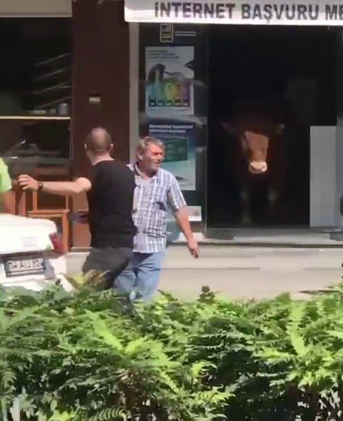 Sıcaktan bunalan tosun klimalı dükkana girerek serinledi