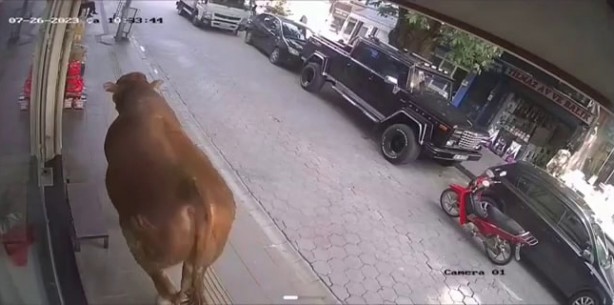 Foto - Sıcaktan bunalan tosun klimalı dükkana girerek serinledi