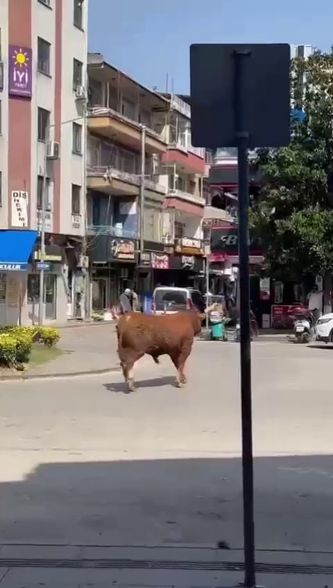 Foto - Sıcaktan bunalan tosun klimalı dükkana girerek serinledi