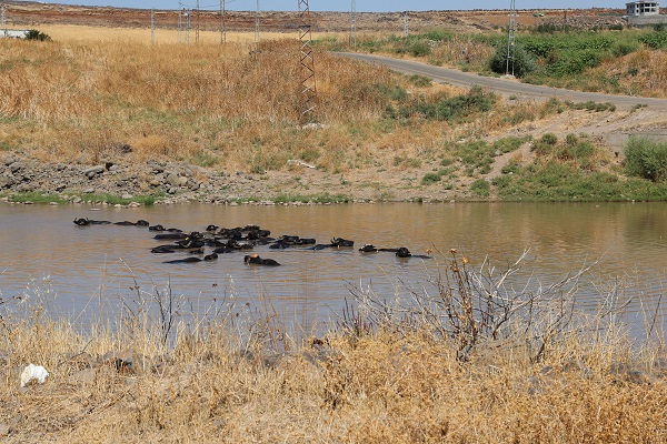 Foto - Sıcaktan bunaldılar! Bakın çareyi nasıl buldular