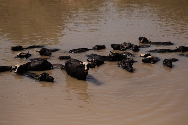 Foto - Sıcaktan bunaldılar! Bakın çareyi nasıl buldular