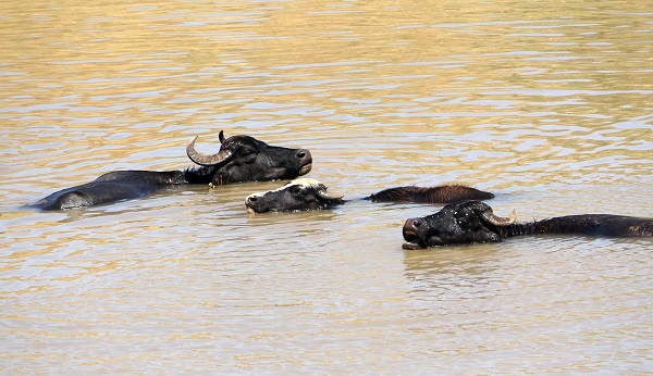 Foto - Sıcaktan bunaldılar! Bakın çareyi nasıl buldular